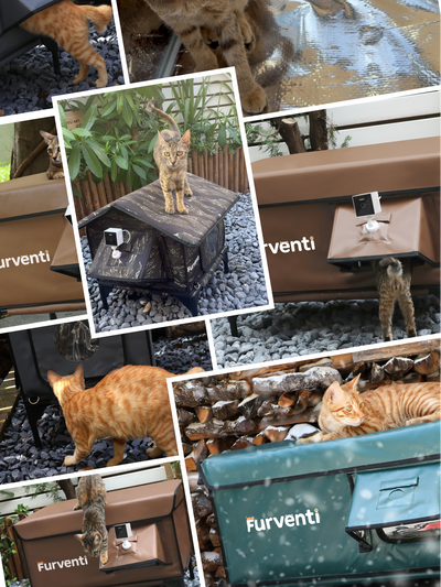 TNR (Trap-Neuter-Return)