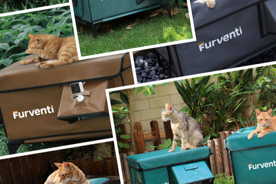 Cat Rescue